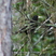 Red-rumped Cacique